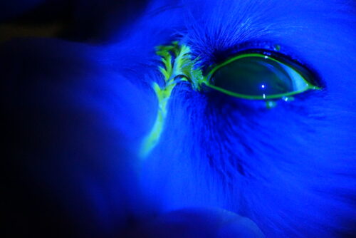 なぜテストが行われるのか?